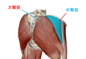 筋肉 名前 の おしり 【筋肉の名前と作用の完全図鑑】筋トレ部位の名称と共働筋・拮抗筋｜その鍛え方