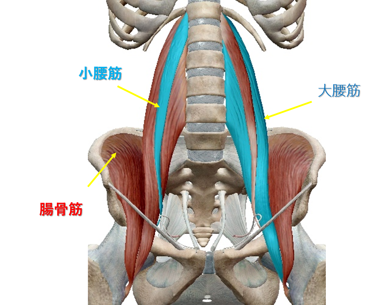 大腰筋の痛みに対するストレッチはいかがですか?