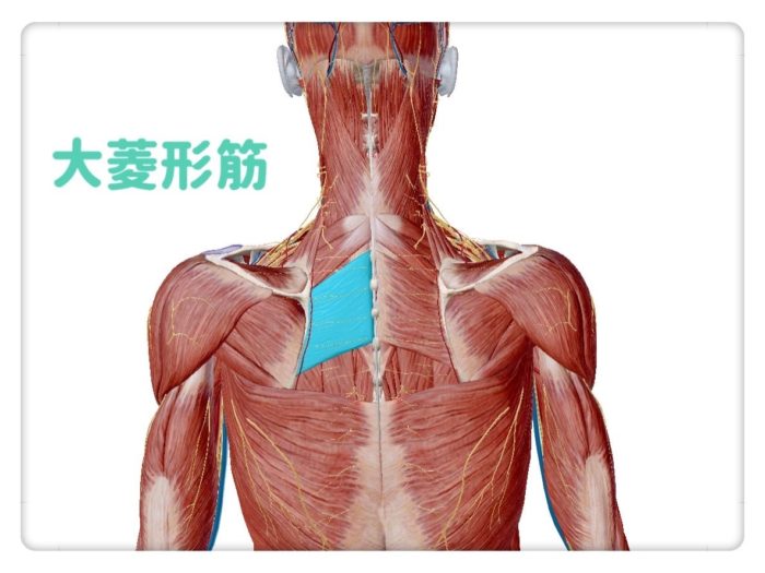 大菱形筋