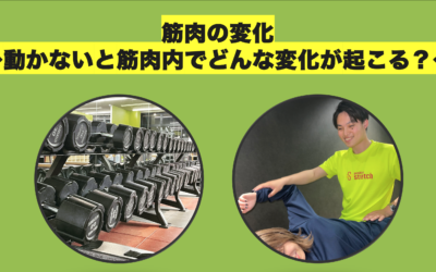 筋肉の変化　〜筋肉動かないと筋肉内でどんな変化が起こる？〜